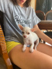 Photo №2 to announcement № 112783 for the sale of chihuahua - buy in Russian Federation private announcement