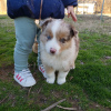 Photo №4. I will sell australian shepherd in the city of Berlin. private announcement - price - negotiated