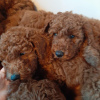 Photo №1. poodle (toy) - for sale in the city of Námestovo | 354$ | Announcement № 29256