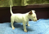 Photo №1. bull terrier - for sale in the city of Güstrow | 412$ | Announcement № 119044