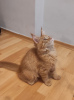 Photo №1. maine coon - for sale in the city of Berlin | 400$ | Announcement № 29813