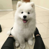 Photo №2 to announcement № 81259 for the sale of samoyed dog - buy in Sweden private announcement