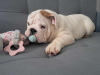 Photo №2 to announcement № 123287 for the sale of english bulldog - buy in Poland breeder