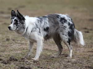 Photo №3. Mating with a marble border collie! Very pretty girl. in Ukraine. Announcement № 546