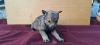 Additional photos: Czechoslovakian Wolfdog puppies