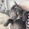 Photo №2 to announcement № 99745 for the sale of french bulldog - buy in Germany 