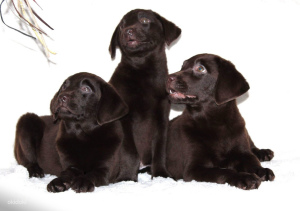Photo №2 to announcement № 874 for the sale of labrador retriever - buy in Estonia private announcement, from nursery, breeder