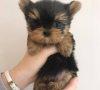 Photo №1. yorkshire terrier - for sale in the city of Berlin | Is free | Announcement № 95717