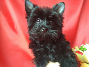Photo №1. yorkshire terrier - for sale in the city of Sevastopol | negotiated | Announcement № 6196