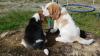 Photo №4. I will sell beagle in the city of Freiburg im Breisgau. private announcement - price - 380$