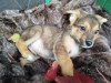 Photo №2 to announcement № 117584 for the sale of non-pedigree dogs - buy in Russian Federation from the shelter