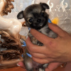 Photo №1. chihuahua - for sale in the city of Ковров | 404$ | Announcement № 8703