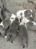 Additional photos: Blue American Staffordshire Terrier puppies