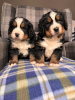 Photo №2 to announcement № 101287 for the sale of bernese mountain dog - buy in United States breeder