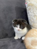 Photo №2 to announcement № 20225 for the sale of scottish fold - buy in Turkey private announcement