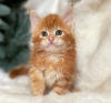 Photo №1. maine coon - for sale in the city of New York Mills | 300$ | Announcement № 87570