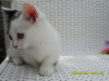Photo №1. munchkin - for sale in the city of Москва | 345$ | Announcement № 23941