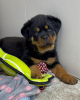 Photo №1. rottweiler - for sale in the city of Антверпен | Is free | Announcement № 116293