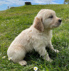 Photo №2 to announcement № 41480 for the sale of golden retriever - buy in Germany private announcement