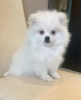 Photo №3. Spitz puppy for sale. Russian Federation