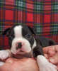 Photo №2 to announcement № 8791 for the sale of boston terrier - buy in Russian Federation private announcement