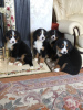 Photo №2 to announcement № 118064 for the sale of non-pedigree dogs - buy in Germany 