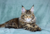 Photo №3. Maine Coon kitty Diva. Russian Federation