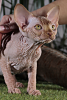 Photo №2 to announcement № 17092 for the sale of sphynx-katze - buy in Ukraine from nursery, breeder