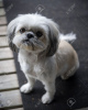 Photo №1. shih tzu - for sale in the city of Флорида Сити | negotiated | Announcement № 9233