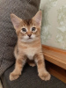 Photo №2 to announcement № 7617 for the sale of chausie - buy in Latvia from nursery