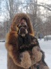 Photo №1. american cocker spaniel - for sale in the city of Samara | 1211$ | Announcement № 9154