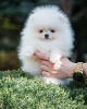 Photo №1. pomeranian - for sale in the city of Würzburg | 402$ | Announcement № 120567