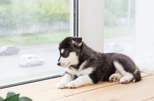 Photo №1. alaskan malamute - for sale in the city of Omsk | 410$ | Announcement № 2528