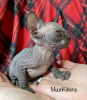 Photo №3. Kittens of the Canadian Sphynx. Belarus