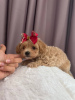 Additional photos: Terminovo girl Maltipoo f1 min, delivery, bargaining, maltipoo f1