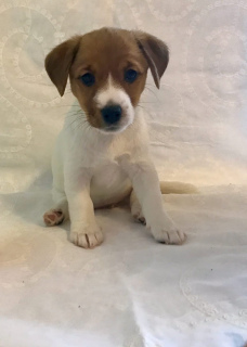 Photo №4. I will sell jack russell terrier in the city of Surgut. breeder - price - 341$