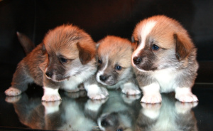 Photo №1. welsh corgi - for sale in the city of Ukhta | 609$ | Announcement № 5694