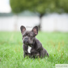 Photo №4. I will sell french bulldog in the city of Москва. from nursery - price - 1350$