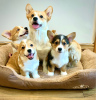 Photo №2 to announcement № 11127 for the sale of welsh corgi - buy in Russian Federation private announcement