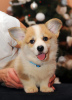Photo №1. welsh corgi - for sale in the city of Ровно | 1057$ | Announcement № 84405