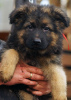 Photo №2 to announcement № 80639 for the sale of german shepherd - buy in United States private announcement, breeder