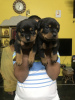 Photo №4. I will sell rottweiler in the city of Wakeley. private announcement - price - 580$