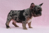 Photo №2 to announcement № 10389 for the sale of french bulldog - buy in Ukraine 