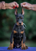 Additional photos: Doberman puppies