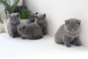 Photo №2 to announcement № 92677 for the sale of british shorthair - buy in Germany breeder