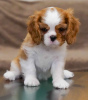 Photo №1. cavalier king charles spaniel - for sale in the city of Berlin | 1057$ | Announcement № 95860