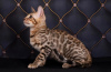 Photo №4. I will sell bengal cat in the city of St. Petersburg.  - price - 1200$