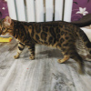 Photo №2. Mating service bengal cat. Price - 60$