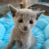 Photo №3. Russian blue kittens for sale Business WhatsApp 37256062792. Finland