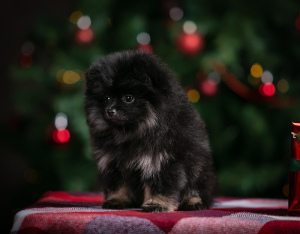 Photo №2 to announcement № 4211 for the sale of german spitz - buy in Russian Federation breeder